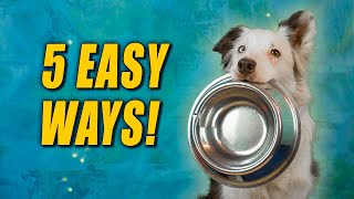 My Dog Eats too Fast! How to Slow your Dog's Eating
