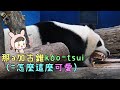 20230110 圓仔睡覺那a加古錐，吃可愛長大教主連睡覺都放電 The Giant Panda Yuan Zai