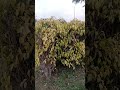 Allah say madad manga kare #pak #islamicgreeting #shortvideo #viralvideo #youtubeshorts #ksa #us #pk