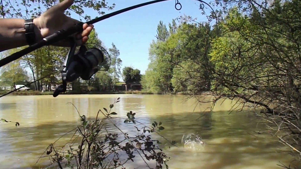 carpes stalking en étang