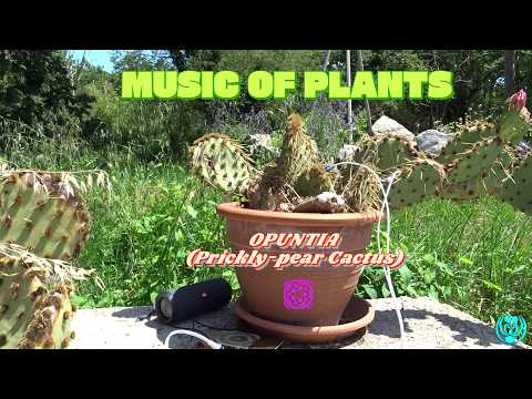 Cover »BIO ACOUSTICS OF PLANTS« (OPUNTIA, Prickly-pear Cactus) (17/6/2026)