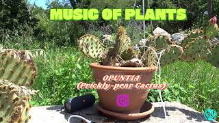 »BIO ACOUSTICS OF PLANTS« (OPUNTIA, Prickly-pear Cactus) (17/6/2026)