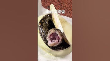 Reticulated python egg cutting#python #snake