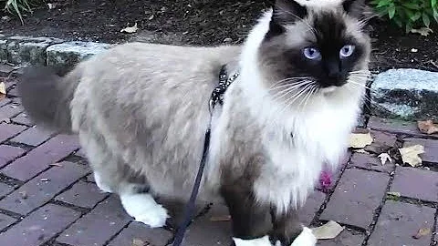 Watch the video about Ragdoll Cat