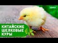 Китайская Хохлатая курица, описание разновидностей, содержание, плюсы