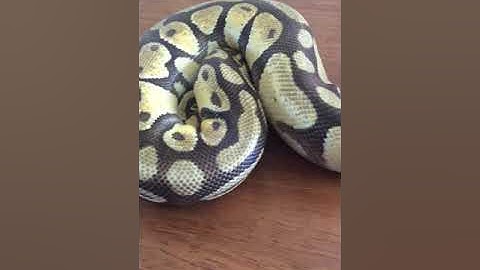 Ball python with scale rot & burns, one month of care