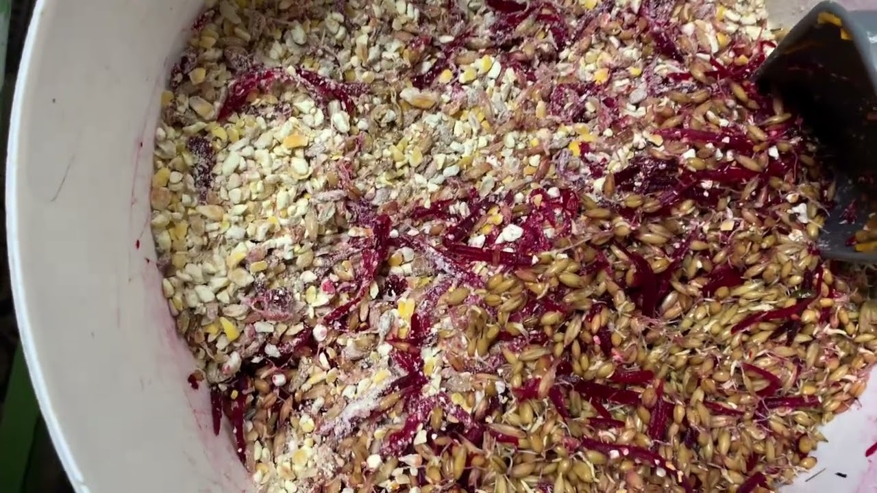 Куры на диете🙄Хорошо это или плохо именно для моих кур не понимаю🙄🤷🏼‍♀️🤷🏼‍♀️🤷🏼‍♀️