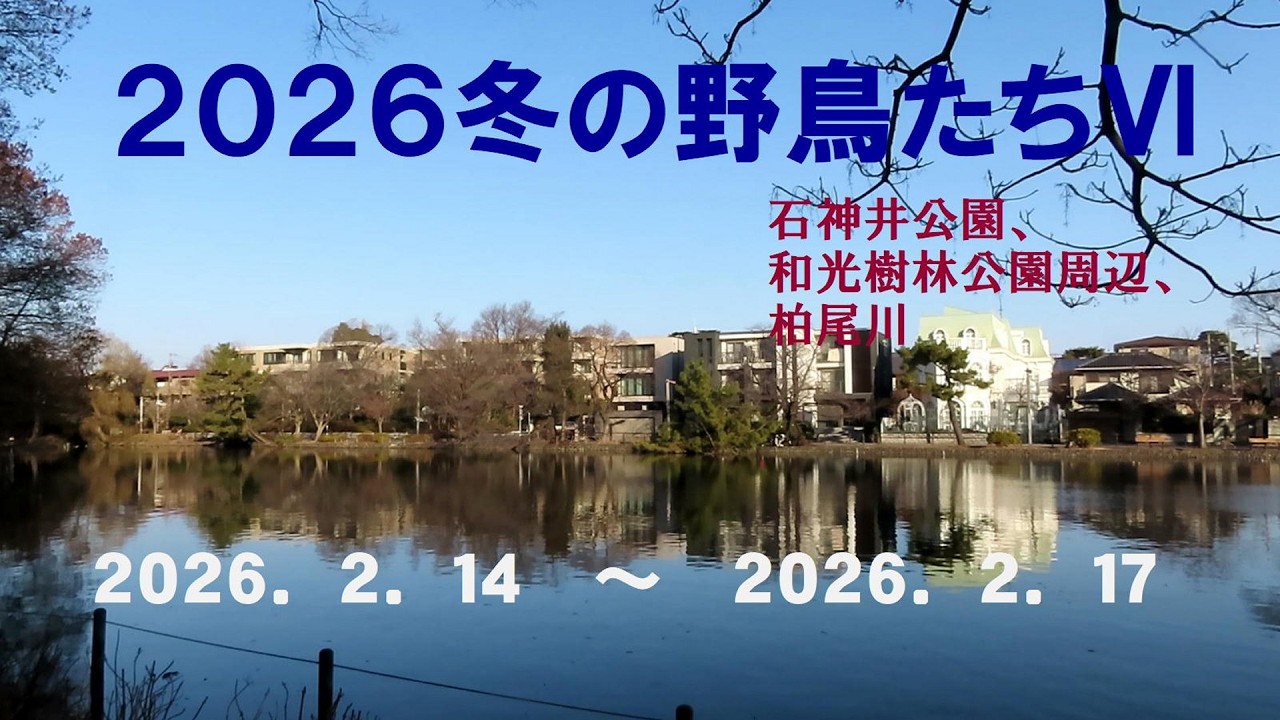 ２０２６冬の野鳥たちⅥ