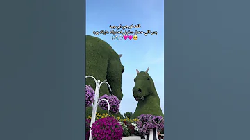 واما تجيب لي شوية ورد ببقى طايره 