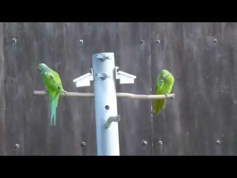 Echo Parakeets and a pellet-feeder