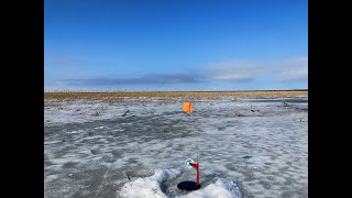 Весенняя Щука атакует! Ладога. Начало жора.