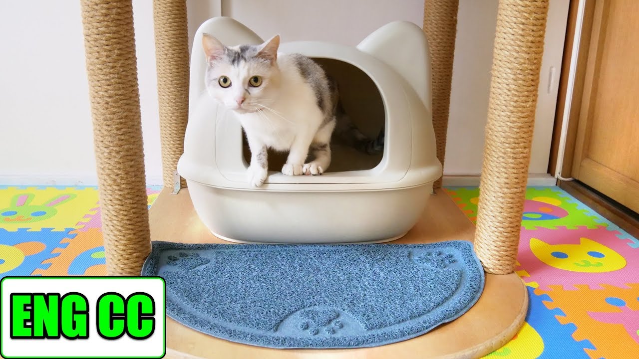 かわいい猫型トイレを設置 初めて使った猫がいきなり ﾟdﾟ Eng Cc Youtube