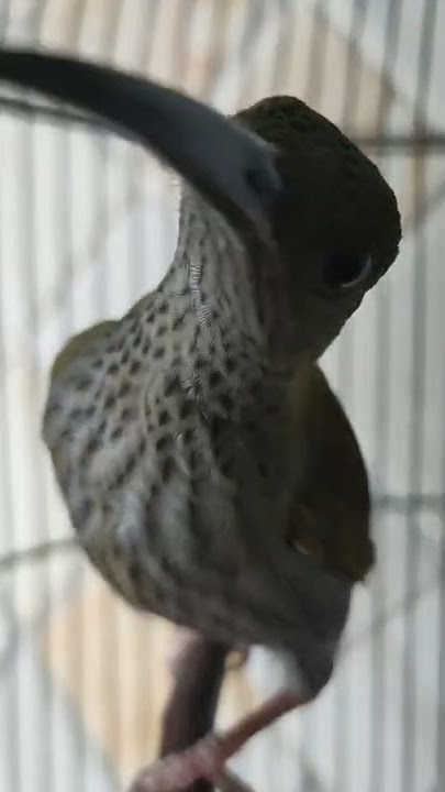 Burung Pijantung Gunung Suara nyaring #shorts