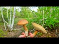 Леса в Ростовской области куда поехать за грибами на рыбалку или просто отдохнуть