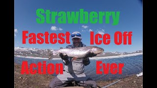 Strawberry  The fastest ice off fly fishing action I have ever experienced. Part 1