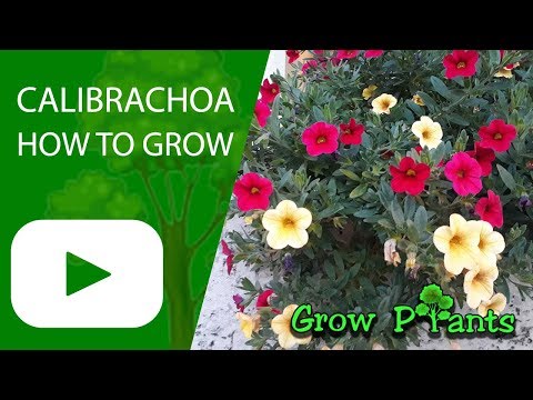 How to grow Calibrachoa