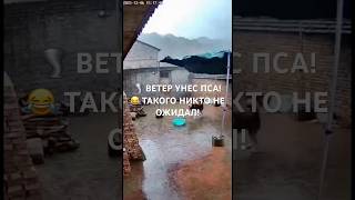 Сильный ветер устроил настоящий сюрприз! Пёс оказался в центре забавной ситуации. Смотрите до конца!