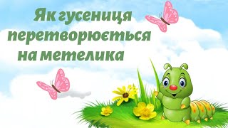 Як гусениця перетворюється на метелика🦋 Розповідь про гусінь🐛