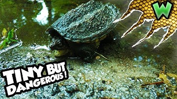 THE TINIEST SNAPPING TURTLE YOU