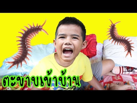 วิธีเอาตัวรอดเมื่อตะขาบเข้าบ้าน / น้องต้นน้ำ