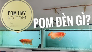 Huyết Long Phông Trắng - Huyết long cần pom không, đèn nóc cho huyết nhỏ