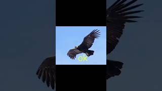 pantun teka teki keren#shorts