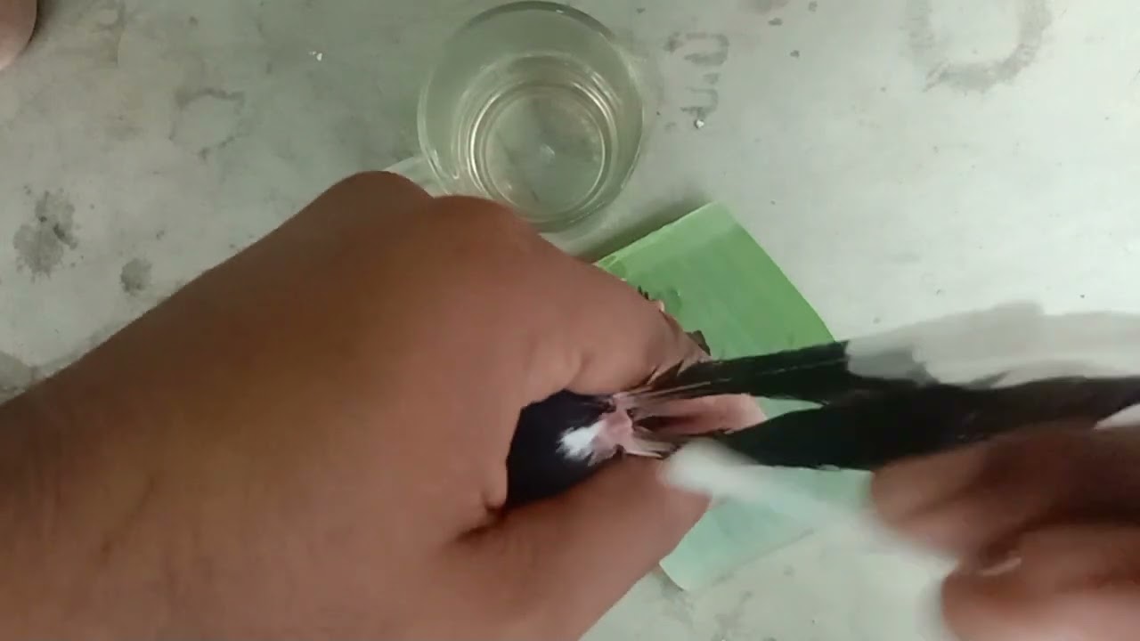 Cara Menumbuhkan Kembali Ekor Murai Batu Yang Tidak Tumbuh