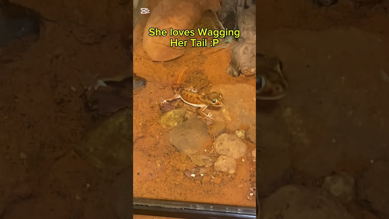 Blueberry the Nephrurus levis levis loves wagging her tail :)