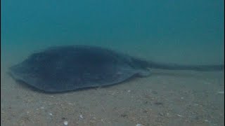 Kayaking from Picton to Ratimera bay