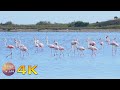 📗Flamingos feeding on lake - Nature sounds from the Greek fauna for education - 4K video.