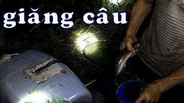 Một đêm ĐI GIĂNG CÂU CÁ LÓC cơ man nào là cá | Cuộc Sống Ruộng Vườn