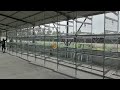 Complete Chicken Cage Installation | Farm On-site Assembly #PoultryCage #LayerCage #FarmProject