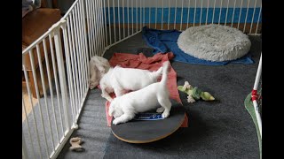 Jolene 2 Litter 210413 1
