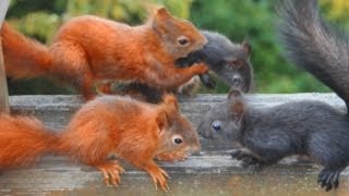 My Squirrel Family 1  With their playfully young´s 1  Mit ihren verspielten Jungen