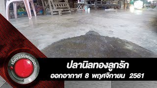 ปลานิลทองลูกรัก l ออกอากาศ 8 พฤศจิกายน 2561