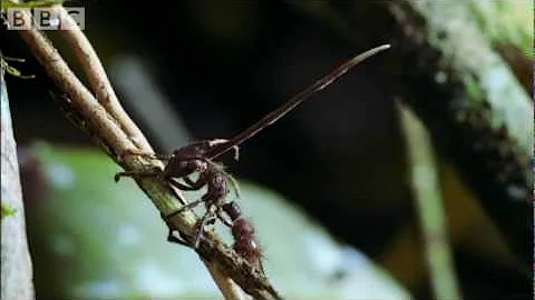 Cordyceps: attack of the killer fungi - Planet Earth Attenborough BBC wildlife - DayDayNews