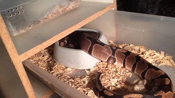 Ball Pythons breeding Mojave x Normal