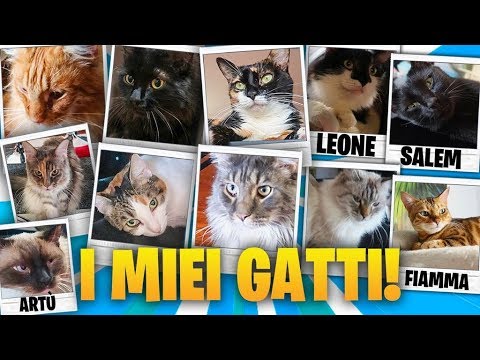 Video: Famiglia di gatti: elenco, descrizione degli animali e dei loro habitat