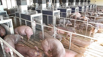 French PPT Nedap Pig Performance Testing