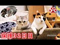 保護仔猫31日目 キャットタワーで遊びながら眠ってしまった。Cute kitten fell asleep on cat tree while playing 【瀬戸のふく日記】