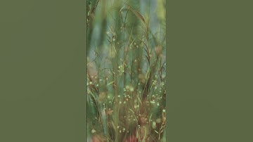 Looping nature animation with plants from the Forester plugin 🍃#forester #plat #loop #animation #c4d