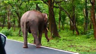 Gudalur to Mudumalai National Park, Neela Giri(Nilgiris), Ooty, Tamil Nadu, South India. by TRAVELING WITH NATURE-Sasi 122 views 4 months ago 8 minutes, 57 seconds