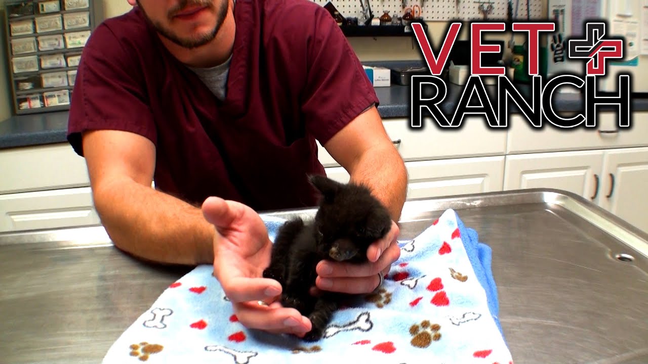 dr matt has to fix this kitty youtube