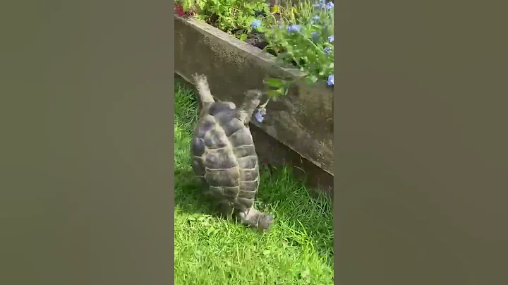 Crazy Bertie