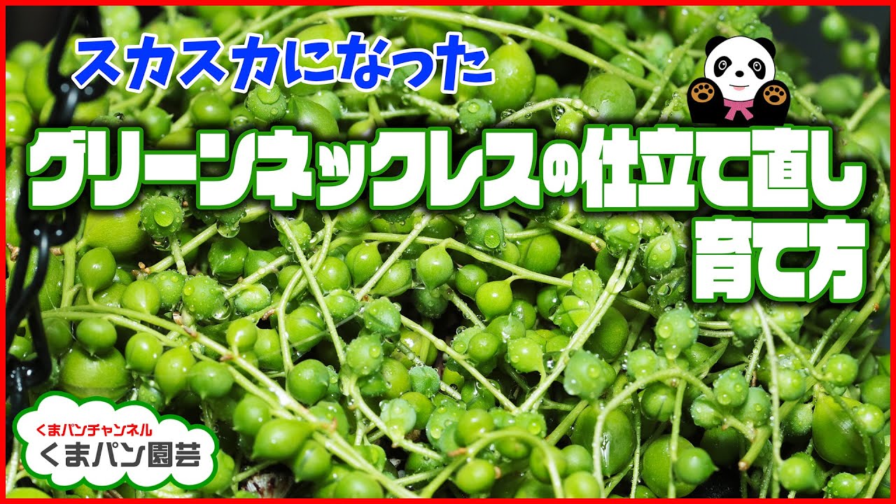 多肉植物 スカスカになったグリーンネックレスの仕立て直し 育て方 Youtube