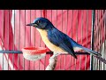 Suara Burung Tledekan Belajar Bunyi Pikat Masteran Ampuh Sulingan Gunung Bakau Agar Cepat Gacor Mp3 - Mp4 Download