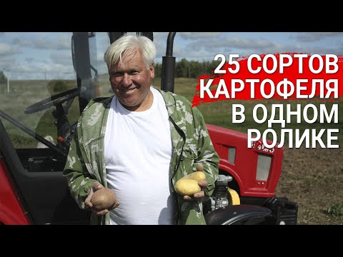 25 сортов картофеля в одном ролике