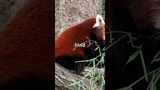 Adorable Red Panda Facts You Didn't Know