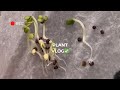 How to start germination | ziplock method |