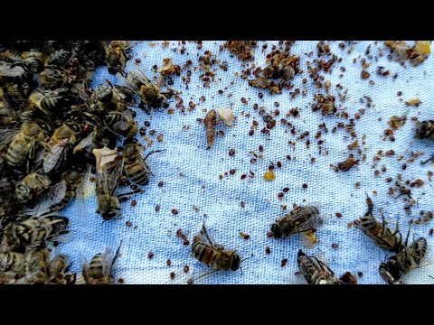 Гибель пчёл осенью.